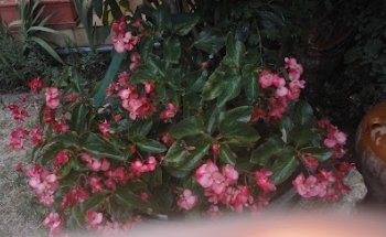 Marc Sangrà Tatoo Art