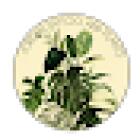 Jordan Tattoo and plants