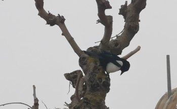 Fundación Agropecuaria Guissona
