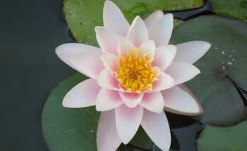 Redós de Sant Josep i Sant Pere