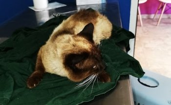 Centro Veterinario Eclipse Casinos