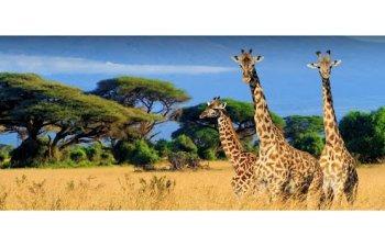 Safari Time Africa Ltd