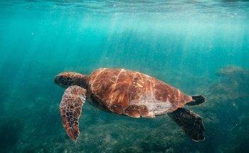 Not Just Travel - Baljit Dev