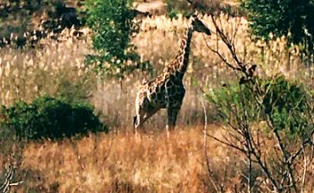 internet & travel service