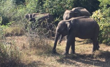 ON MY WAY - AGENCE DE VOYAGES SRI LANKA