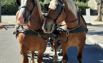 Les Attelages De Grignan. Balades en calèche.