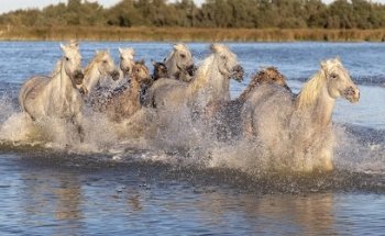 Safari Camargue Passion - Promenade en 4x4 en Camargue