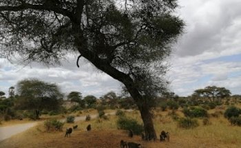 Agence Havas Voyages