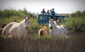 Camargue découverte safari photo 4x4, en vélo électrique, en calèche, visite de manade