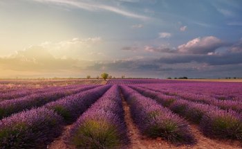 Time 4 Provence