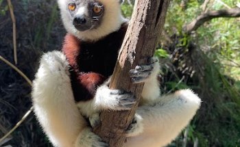 Madagascar Madagaskarhaus PRIORI Reisen