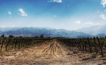 Trout and Wine Tours