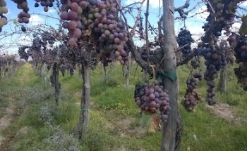 Transporte Turístico Discovery