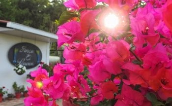 Paradise Coffee Farm