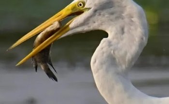 RIVERS TOURS MAGDALENA