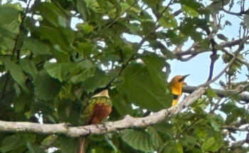 RIVERS TOURS MAGDALENA