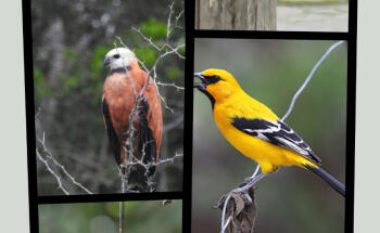 RIVERS TOURS MAGDALENA