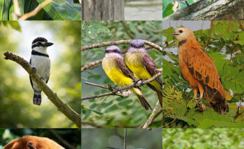 RIVERS TOURS MAGDALENA