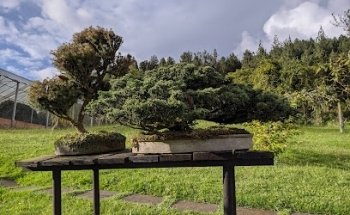 Avistamiento de aves Manizales - Recinto del Pensamiento