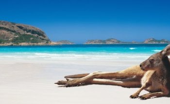 AussieWolf Travel Agency