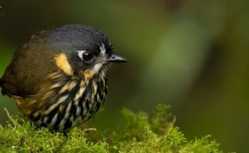 Bogota Birding & Colombia Wildlife Tours