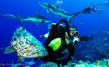 Mike Ball Dive Expeditions