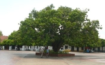 Coordinadora de Turismo