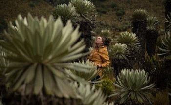 Agencia de Viajes - Camino Nativo