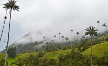 Cocoratours, Valle del cocora