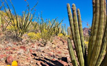 El Desierto de La Tatacoa