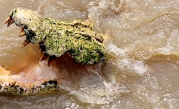 Wallaroo Tours | Litchfeild Tour Crocs Waterfalls Sunset Prawns and Bubbles | Darwin Tours