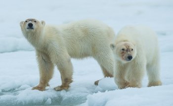 STARLING reizen bvba