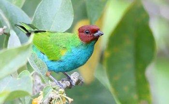 Tangara Costa Rica Tours