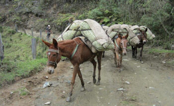 COCORA TRAVEL