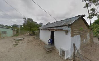 Palomino Colombia