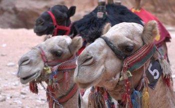 Ancient Culture Tours