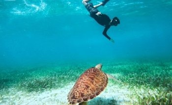 Octopus Tours - Costa Maya