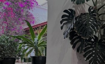 Transportadora Turistica Danzantes