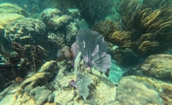 Tours Cayuse Puerto Morelos