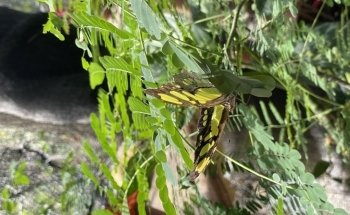 En Puerto Vallarta - Tours & Guía Turística