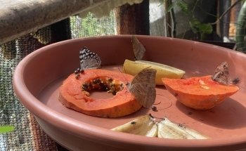 En Puerto Vallarta - Tours & Guía Turística