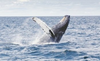 Puerto Escondido Tours & Travel Agency