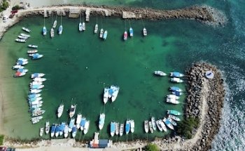 Shark's tour punta mita