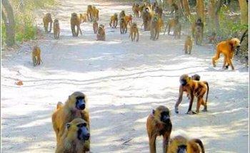 Smiling-Tours Of Gambia