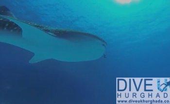 Dive UK Hurghada