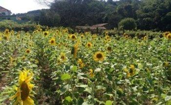 Sítio Dom Guilherme