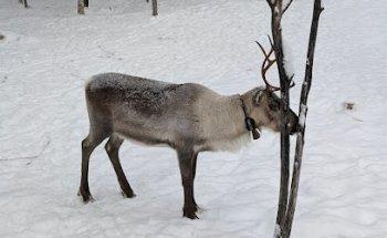 Raitola Reindeer and Husky Farm