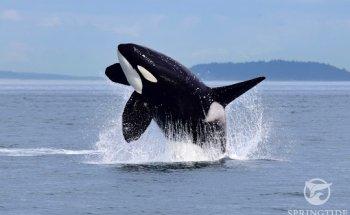 SpringTide Whale Watching & Eco Tours