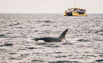 Prince of Whales Whale & Marine Wildlife Adventures