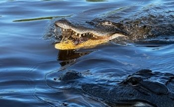 Cajun Encounters Tour Company